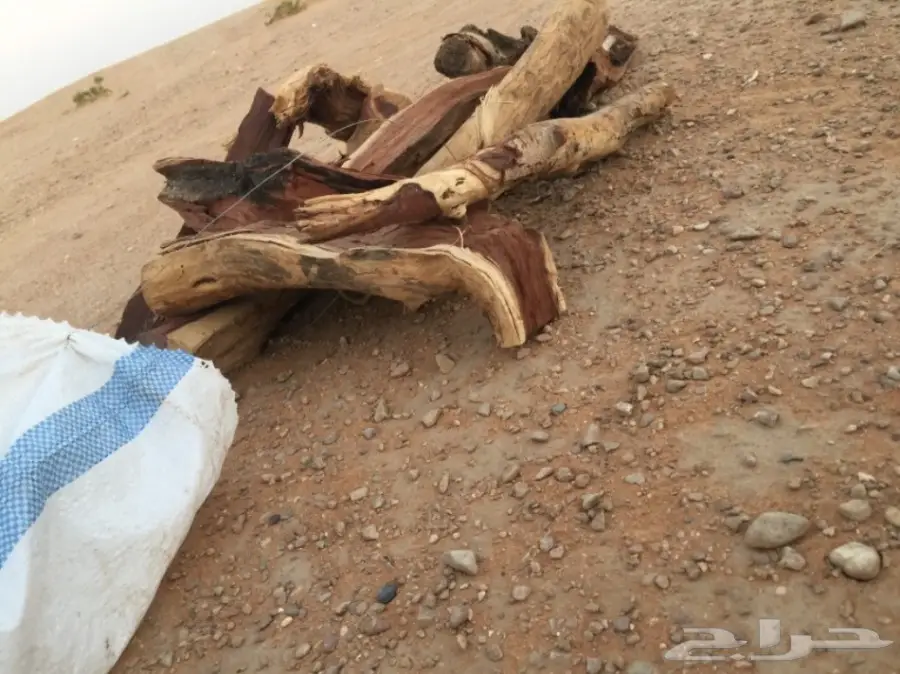  ح ط ب المدينة سمر صافي  (image 16)