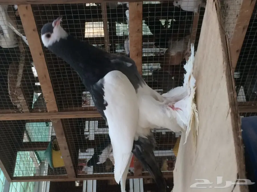 نفاخ مسوبع - طبة TOP  (image 2)