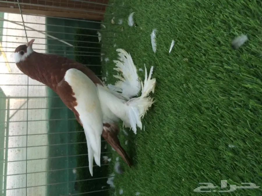 نفاخ مسوبع - طبة TOP  (image 3)