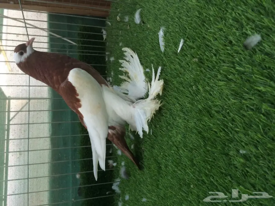 نفاخ مسوبع - طبة TOP  (image 4)