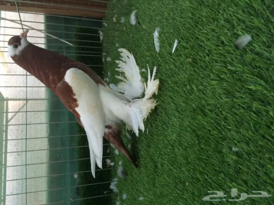 نفاخ مسوبع - طبة TOP  (image 5)