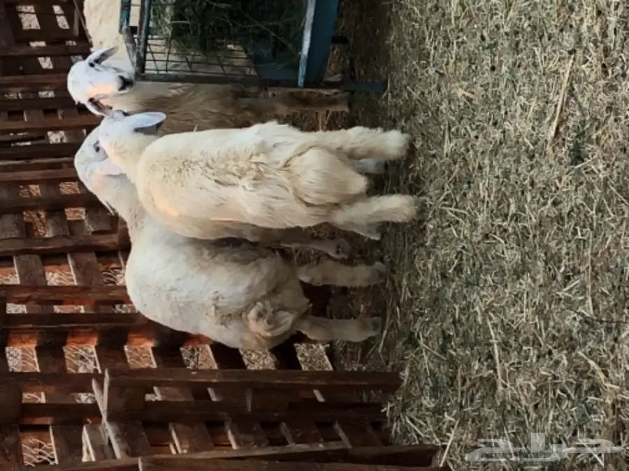 طليان حريه مقفله للبيع جمله وتفريد