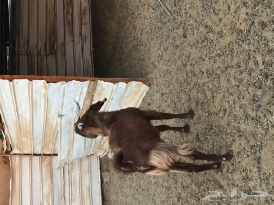 تيس هولندي (image 1)