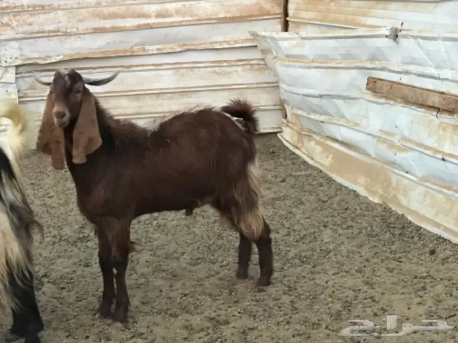 تيس هولندي (image 2)