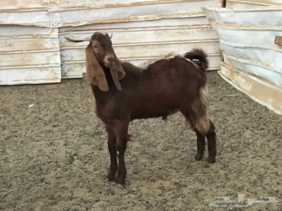 تيس هولندي (image 3)