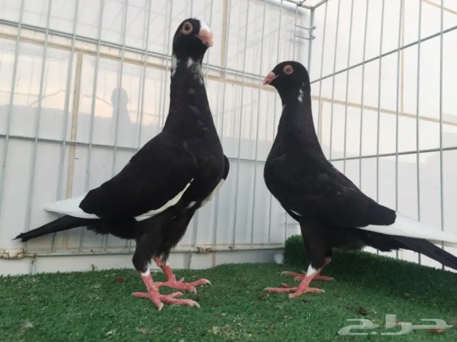 طبة مساويد TOP