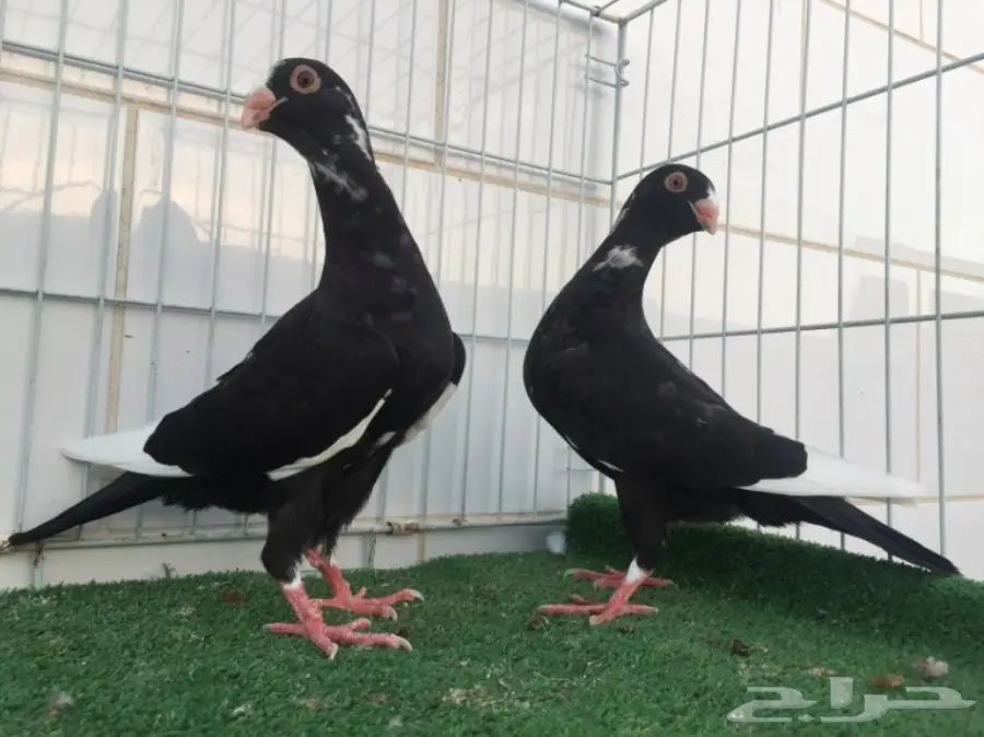 طبة مساويد TOP (image 1)