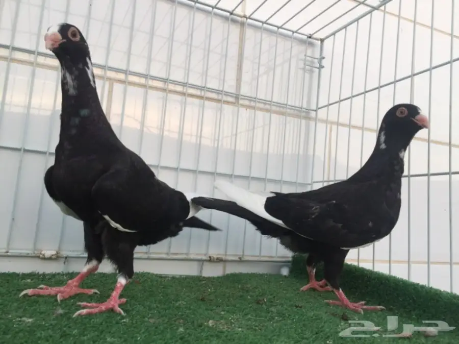 طبة مساويد TOP (image 2)