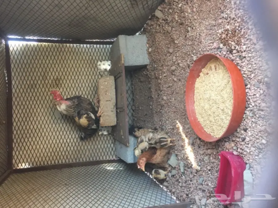 صوص دجاج باكستاني  (image 1)