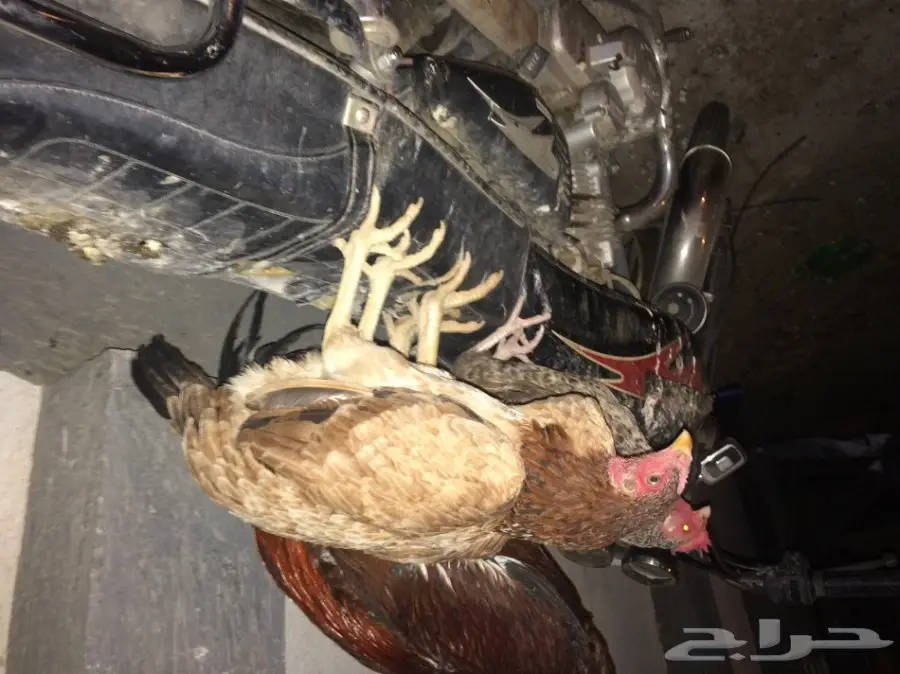 دجاجة باكستانية (image 1)