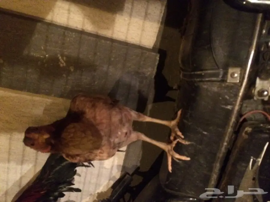 دجاجة باكستانية (image 2)