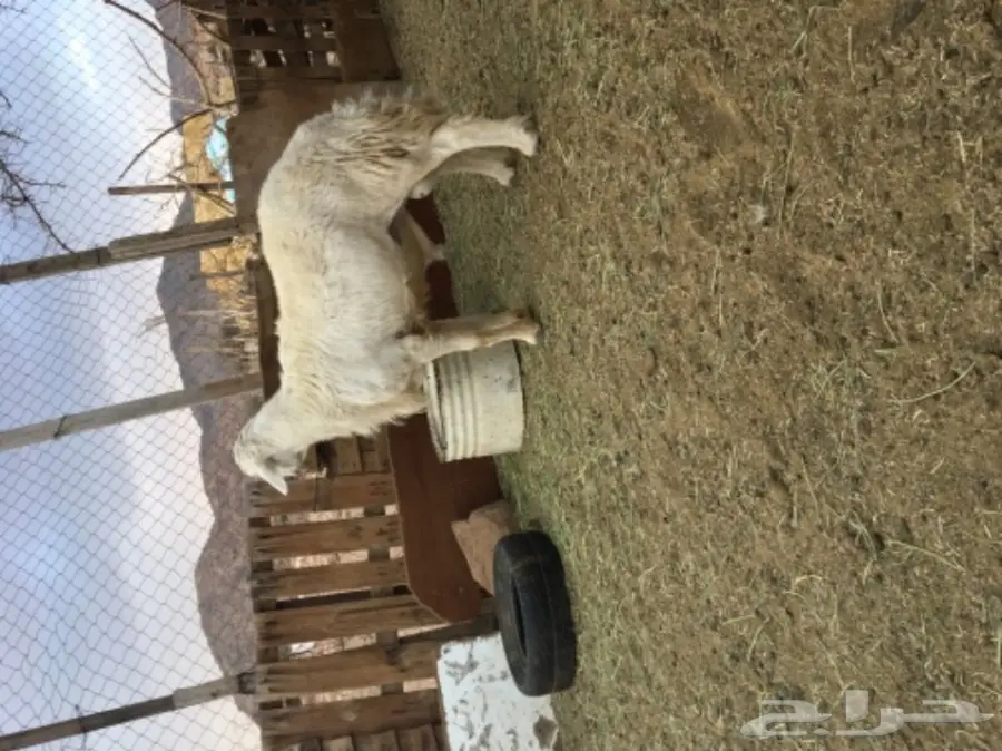 طلي فحل مشروط (image 1)