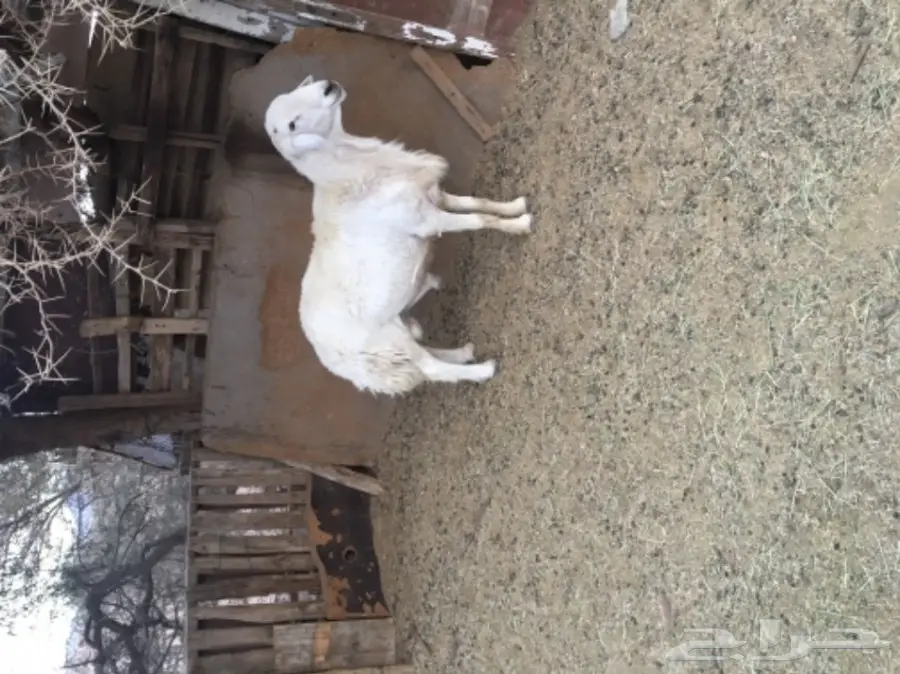 طلي فحل مشروط (image 3)