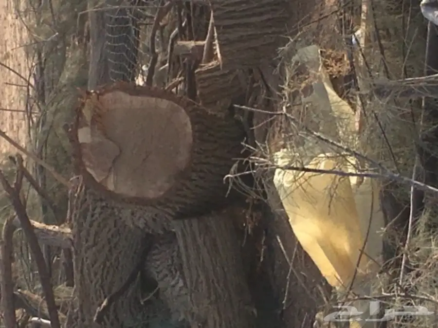 للبيع شجر أثل مقطوع