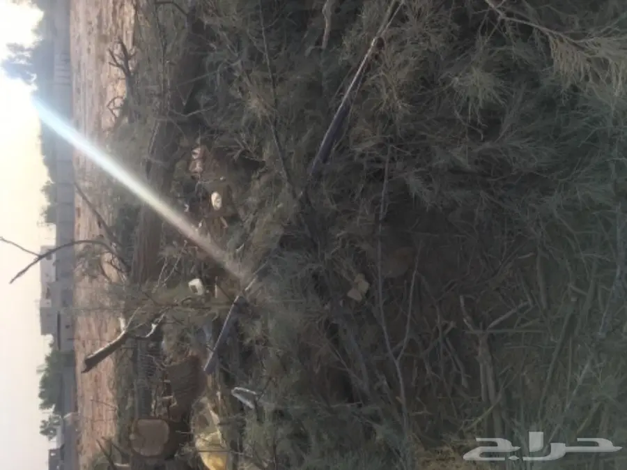 للبيع شجر أثل مقطوع (image 1)