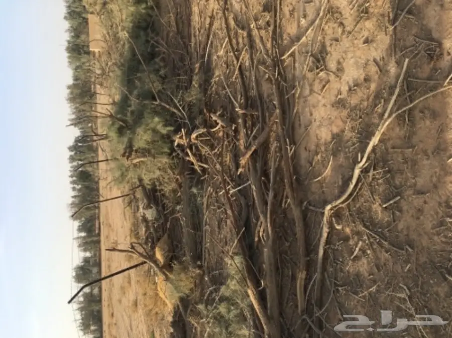 للبيع شجر أثل مقطوع (image 2)