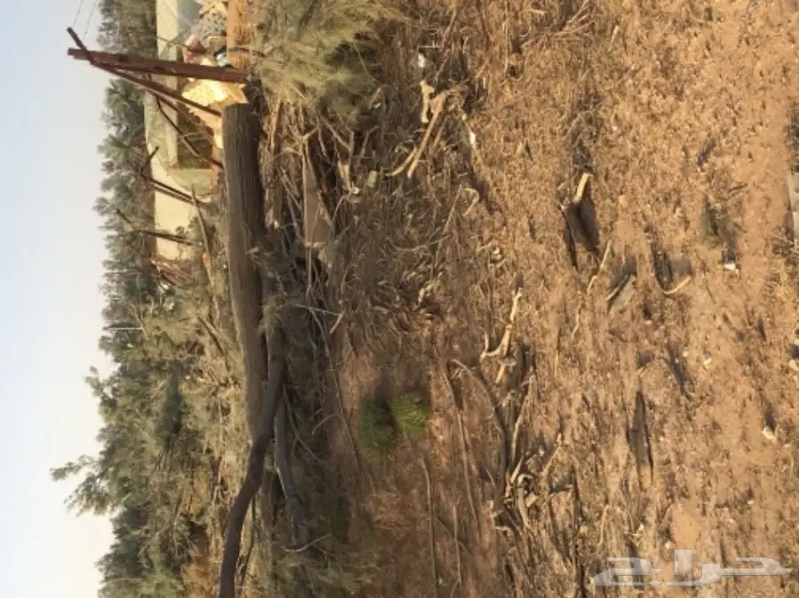 للبيع شجر أثل مقطوع (image 3)