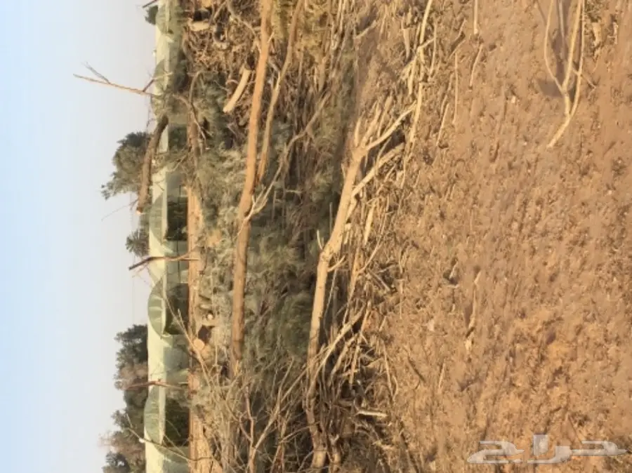 للبيع شجر أثل مقطوع (image 4)