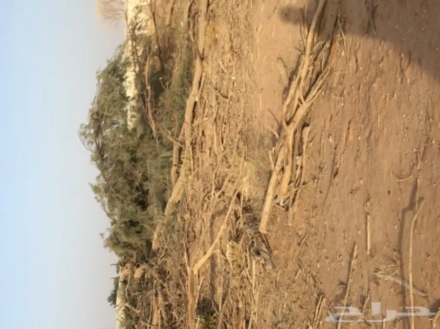 للبيع شجر أثل مقطوع (image 5)