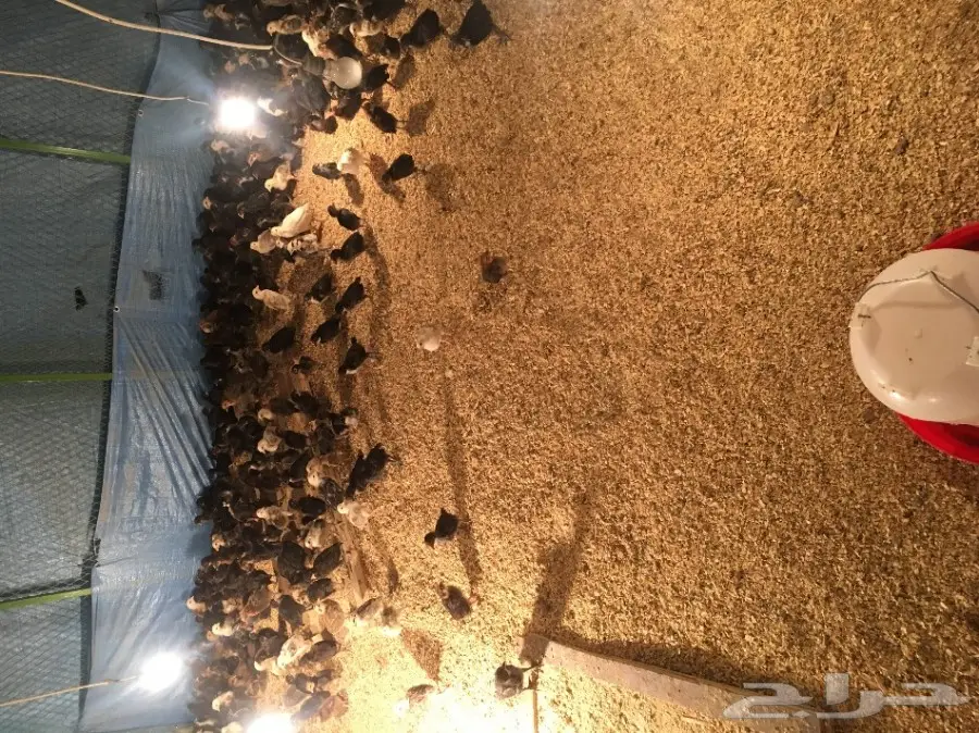 مكه المكرمه