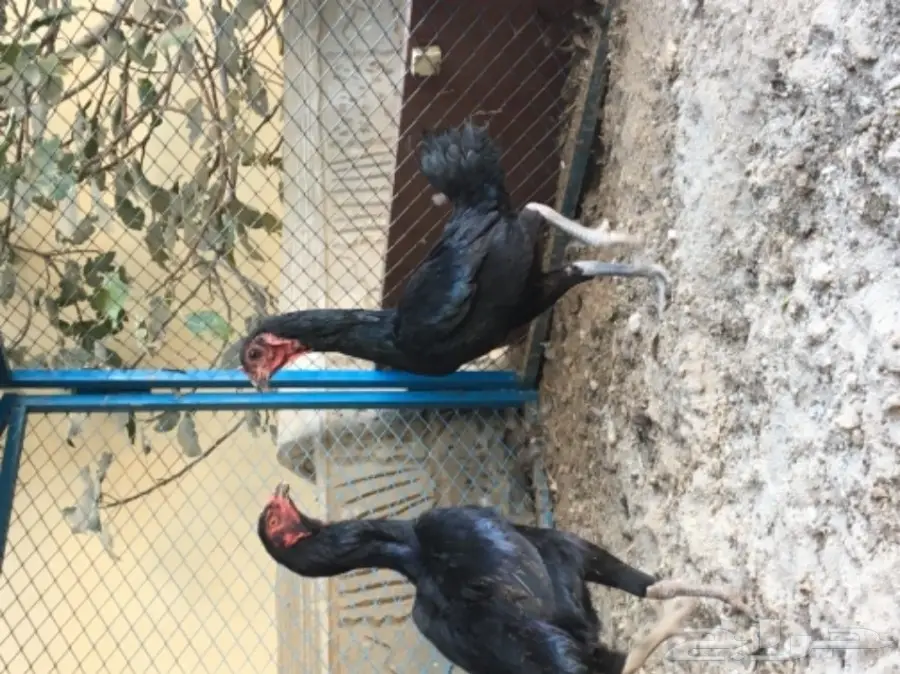 دجاج تايلندي ومكس تايلندي باكستاني 