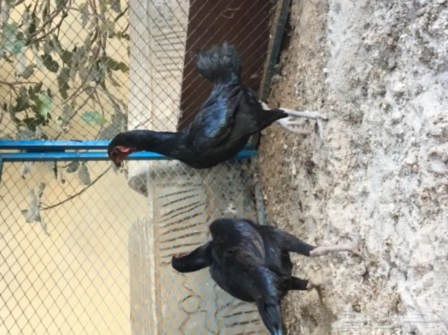 دجاج تايلندي ومكس تايلندي باكستاني  (image 1)