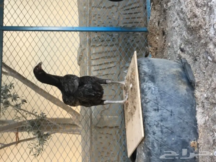 دجاج تايلندي ومكس تايلندي باكستاني  (image 2)