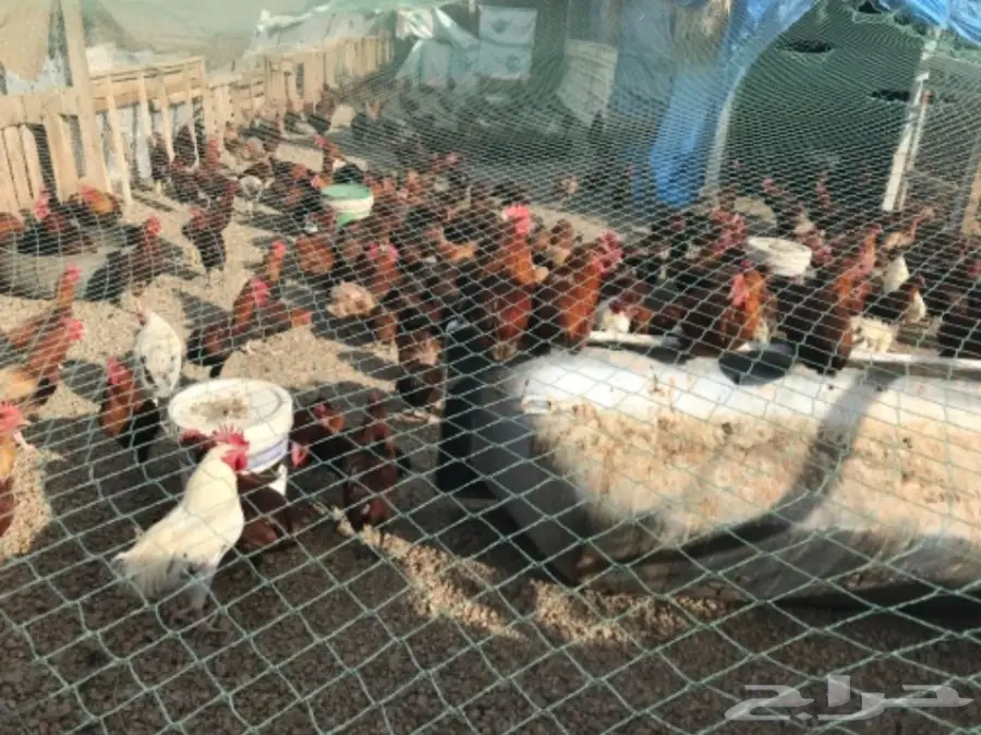 للبيع ديوك بلدي عدد  100