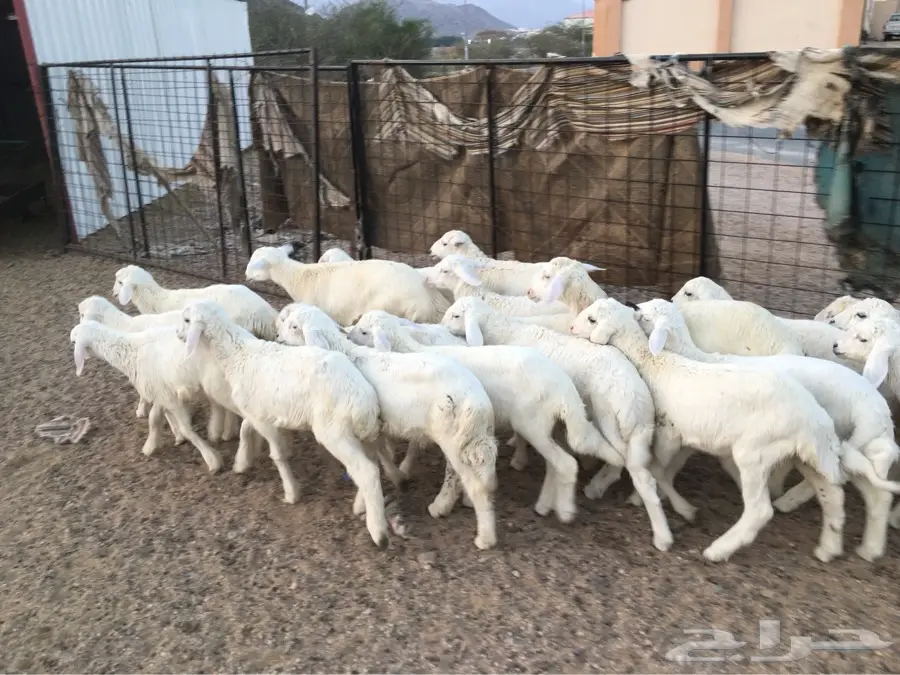 طليان حريه كلها طليان ماشاءالله نظيفه (image 3)