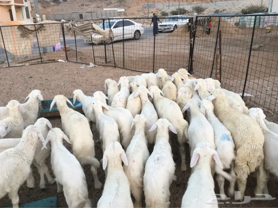 طليان حريه كلها طليان ماشاءالله نظيفه (image 1)