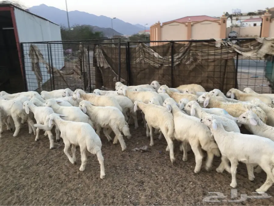 طليان حريه كلها طليان ماشاءالله نظيفه (image 2)