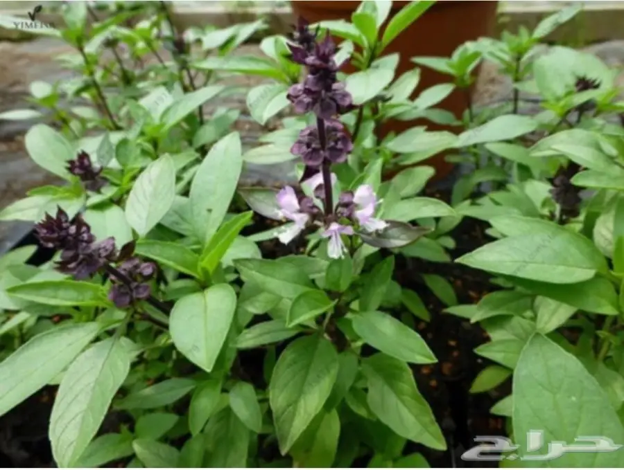 بذور الريحان صالحة لزراعة (image 1)