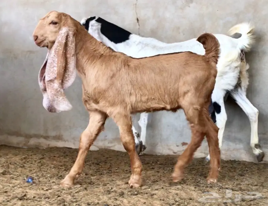 مشروع فحل لاهل الصفر