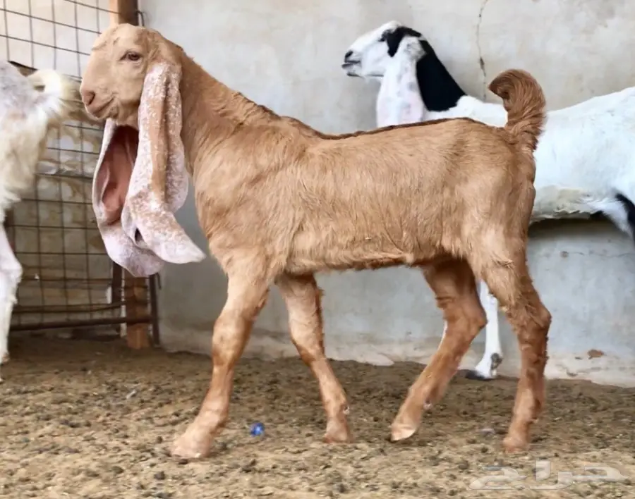 مشروع فحل لاهل الصفر (image 1)