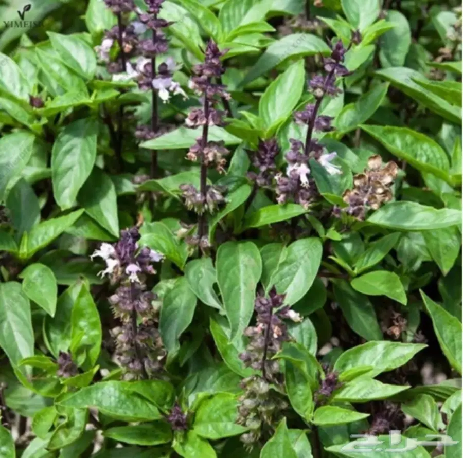 بذور الريحان صالحة لزراعة