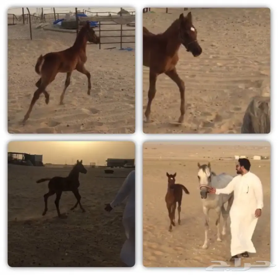 مهر واهو مكس