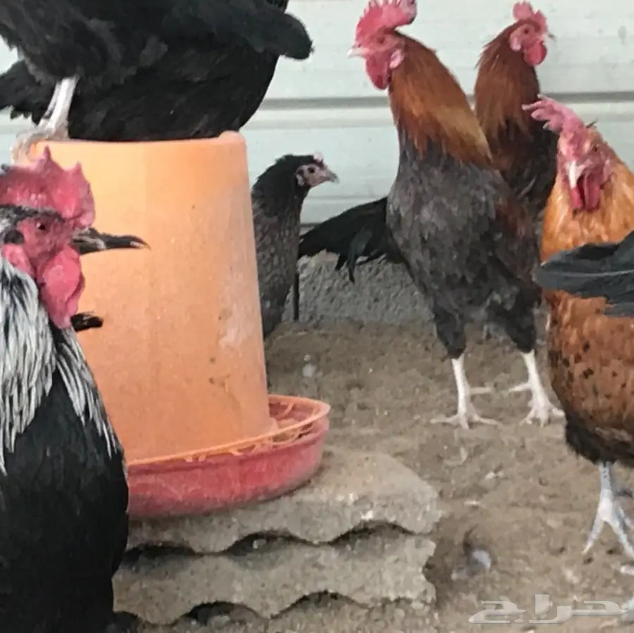 دجاج بلدي بياض .. بيض جديد (image 8)