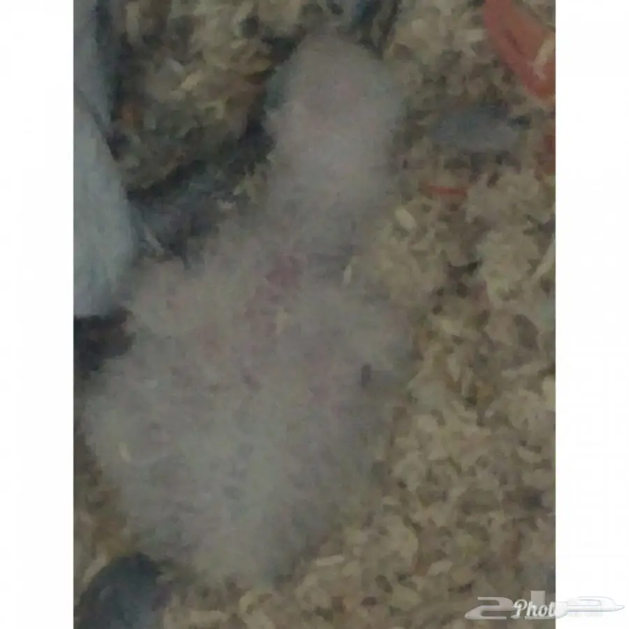 فرخ كاسكو أصيل - من المدينة المنورة!