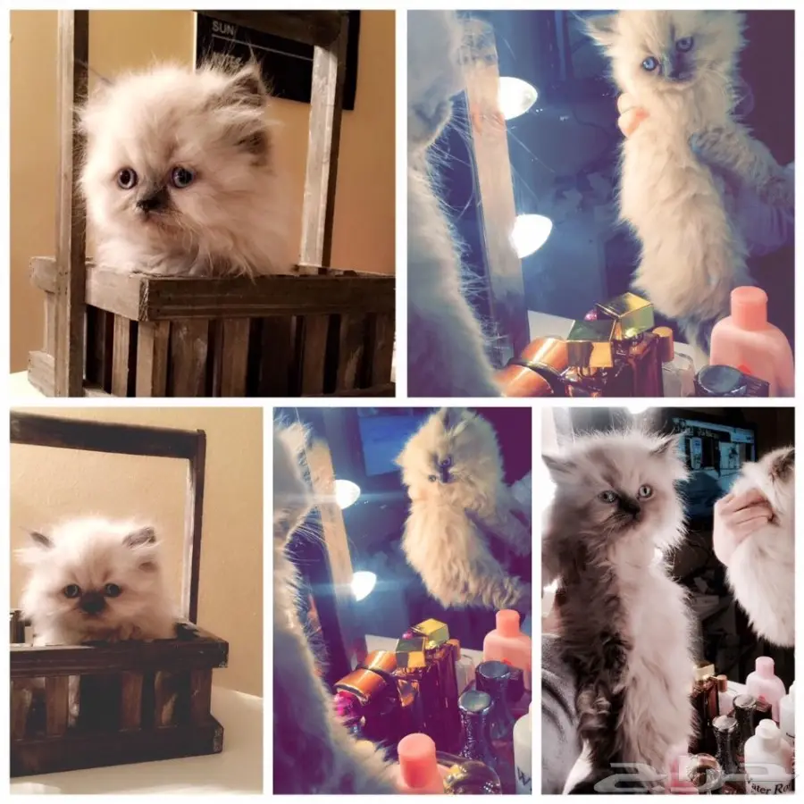 قطط همالايا للبيع 