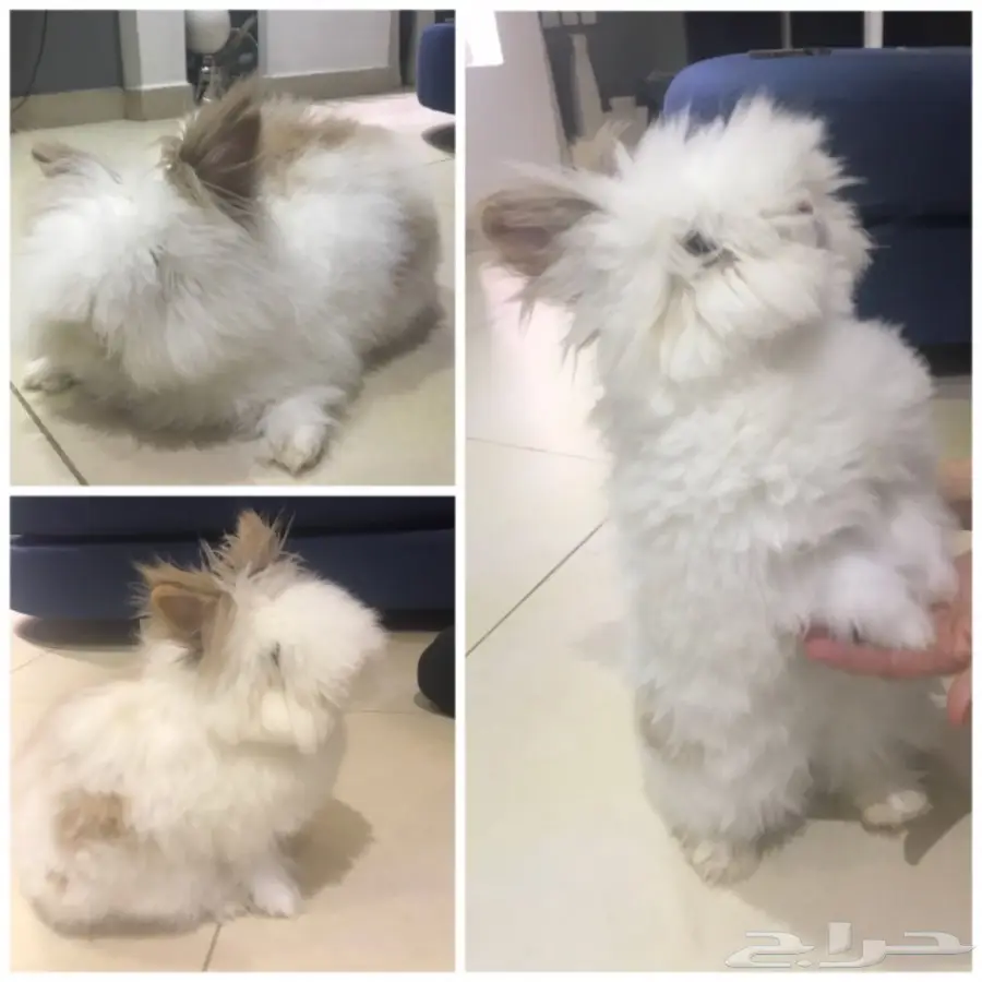 ارنب انقورا للبيع  (image 1)