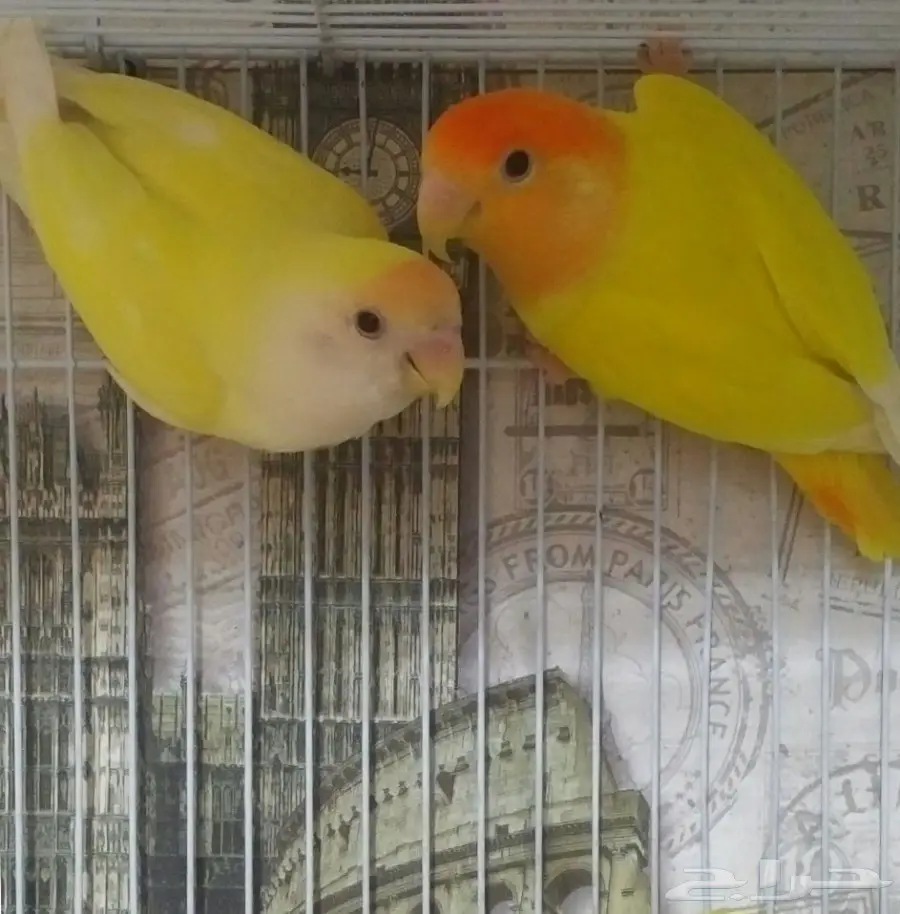 جوز روز منتج