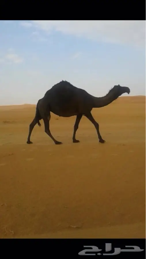 رباع حايل (image 1)