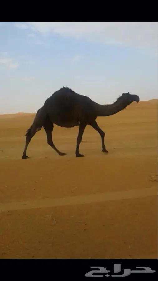 رباع حايل (image 2)