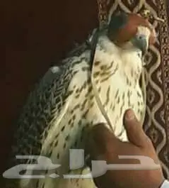 كم قيمة هذا الطير يا اهل الخبرة (image 1)