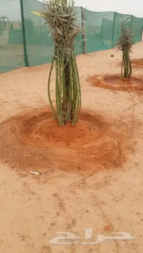 لجميع انواع النخيل فروخ نقايل (image 1)