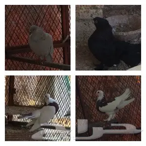 مجموعة حمام ( جملة) (image 2)