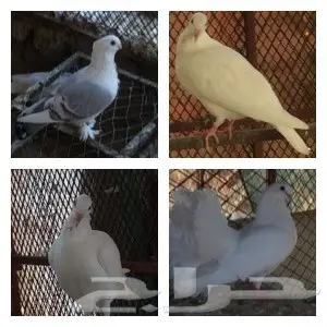 مجموعة حمام ( جملة) (image 3)