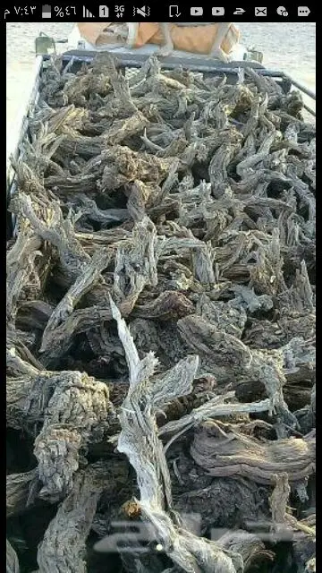 للبيع حطب حائل
 (image 1)