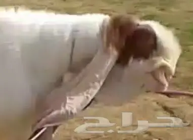 تيوس هولنديه ومشاريك للبيع خميس مشيط  (image 3)