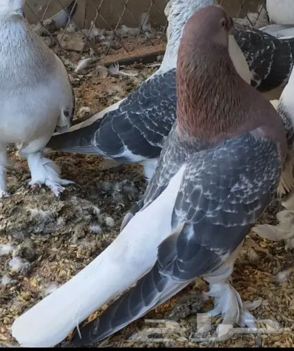 حمام تركي الاسعار مكتوبه 